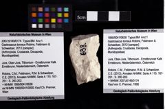 Foto (Objket + Etiketten) von Gastrosacus torosus (Robins, Feldmann & Schweitzer, 2013) 